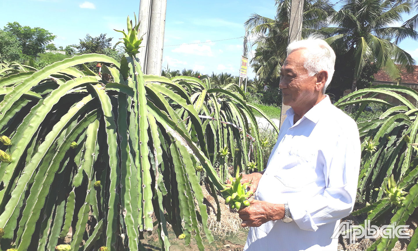 Ông Trần Văn Mười chăm sóc vườn thanh long.