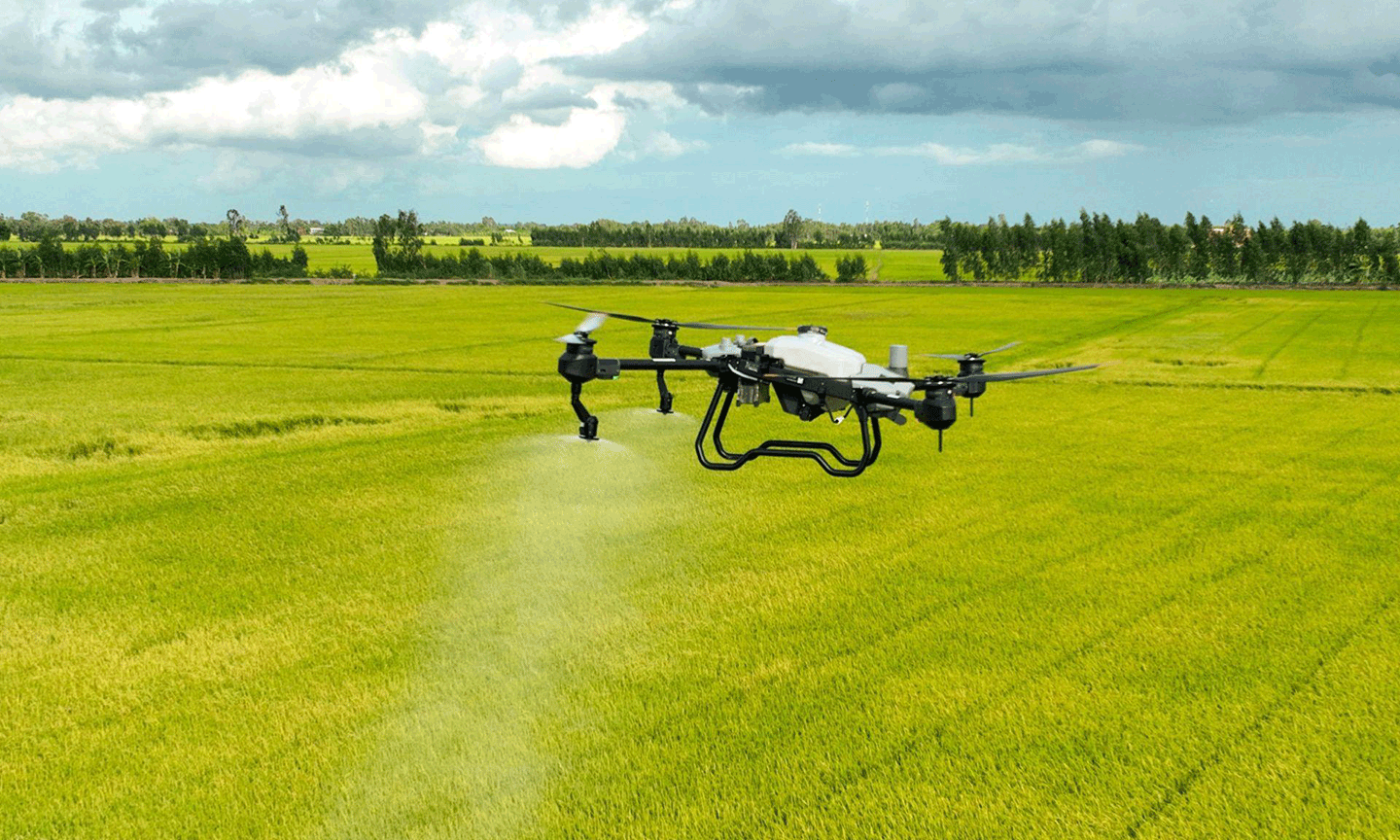 Máy bay DJI T20P do công ty AgriDrone Việt Nam cung cấp đang phun thuốc cho cánh đồng lúa tại An Giang.