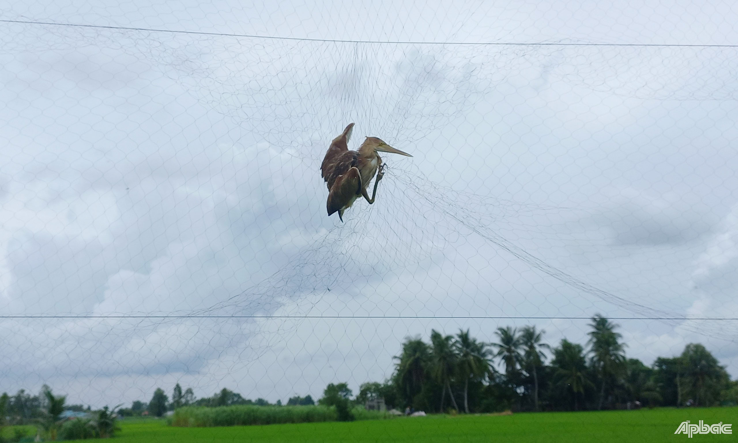 Chim trời khó thoát khỏi khi sa lưới.