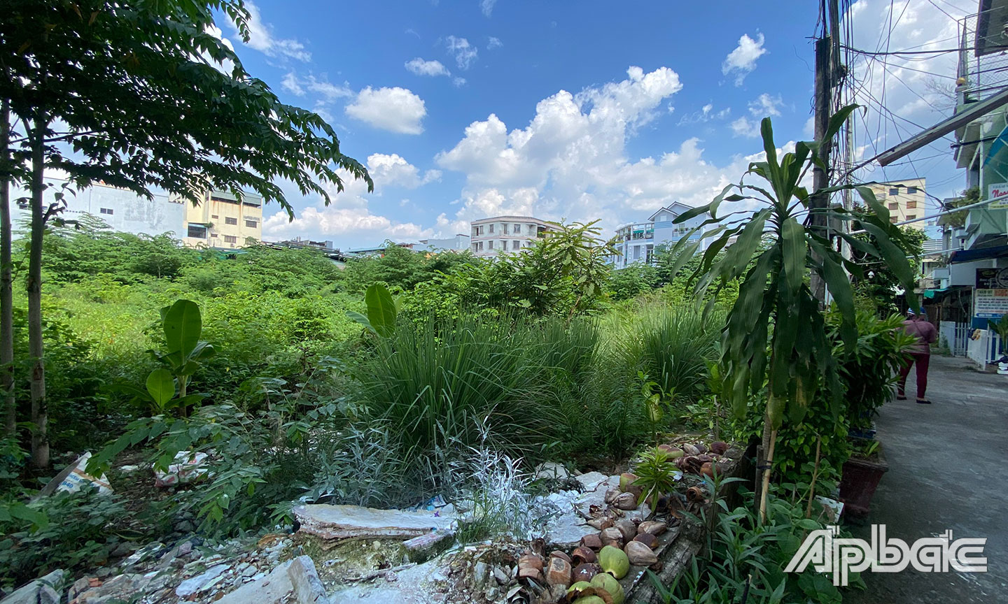 Cỏ mọc um tùm trong khu đất.