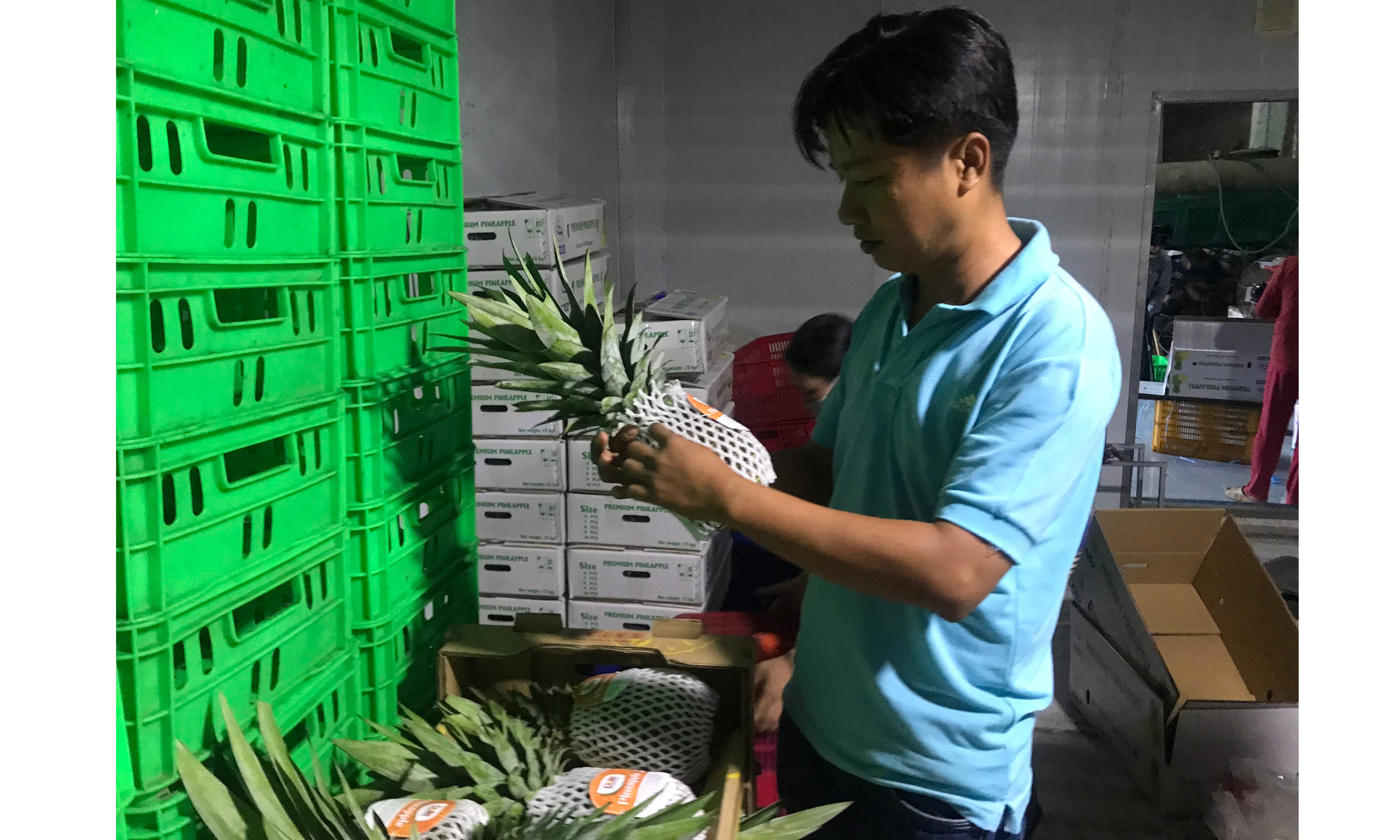 HTX Nông nghiệp Quyết Thắng kiểm tra, chọn lựa khóm MD2 đưa ra thị trường tiêu thụ trong nước và xuất khẩu sang Hàn