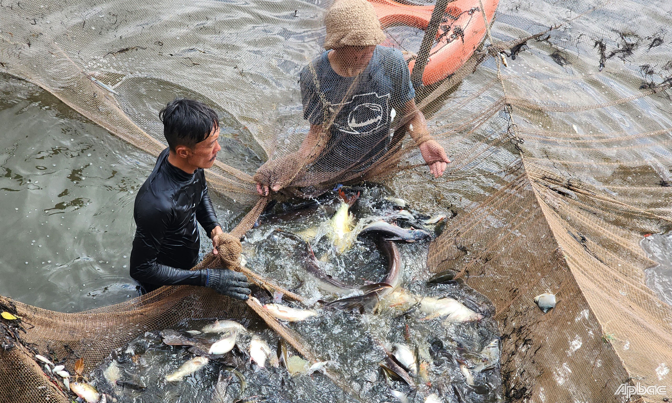 Rất nhiều cá nằm gọn trong lưới.