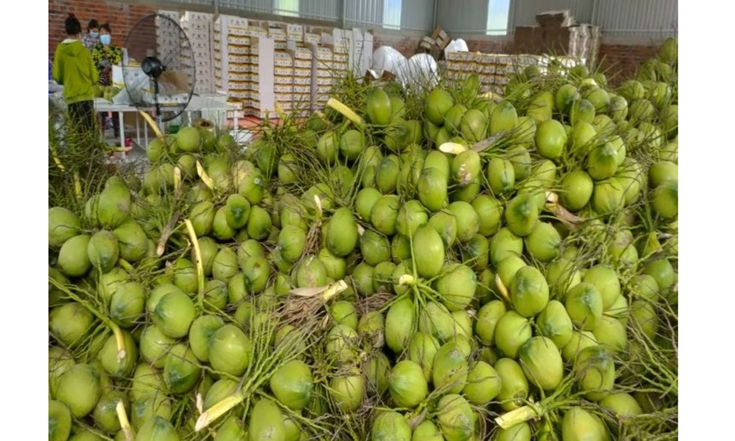 Thị trường đang rất thuận lợi cho trái dừa Việt Nam. (Ảnh: Cẩm Tú)