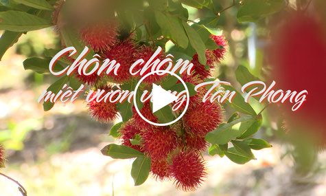 Chôm chôm miệt vườn vùng Tân Phong
