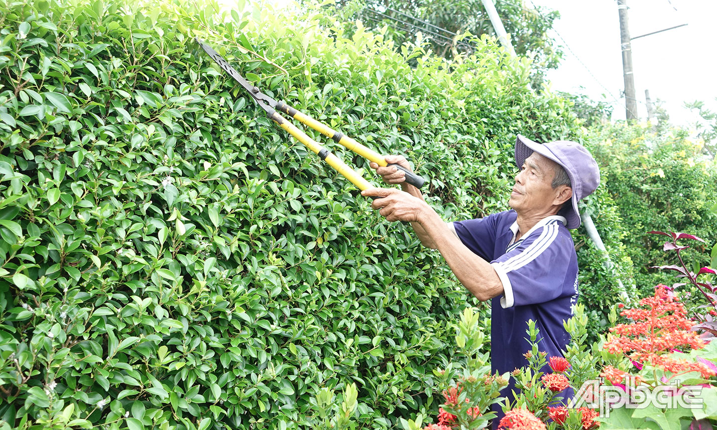 Nguyễn Văn Hiệp (ấp 2, xã Cẩm Sơn, huyện Cai Lậy) cắt tỉa hàng rào cây xanh trước nhà.