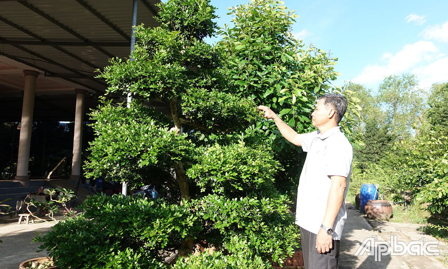 Ông Nguyễn Văn Bảy (ấp Bình Ninh, xã Tam Bình, huyện Cai Lậy) chăm sóc cây xanh trong khuôn viên nhà.