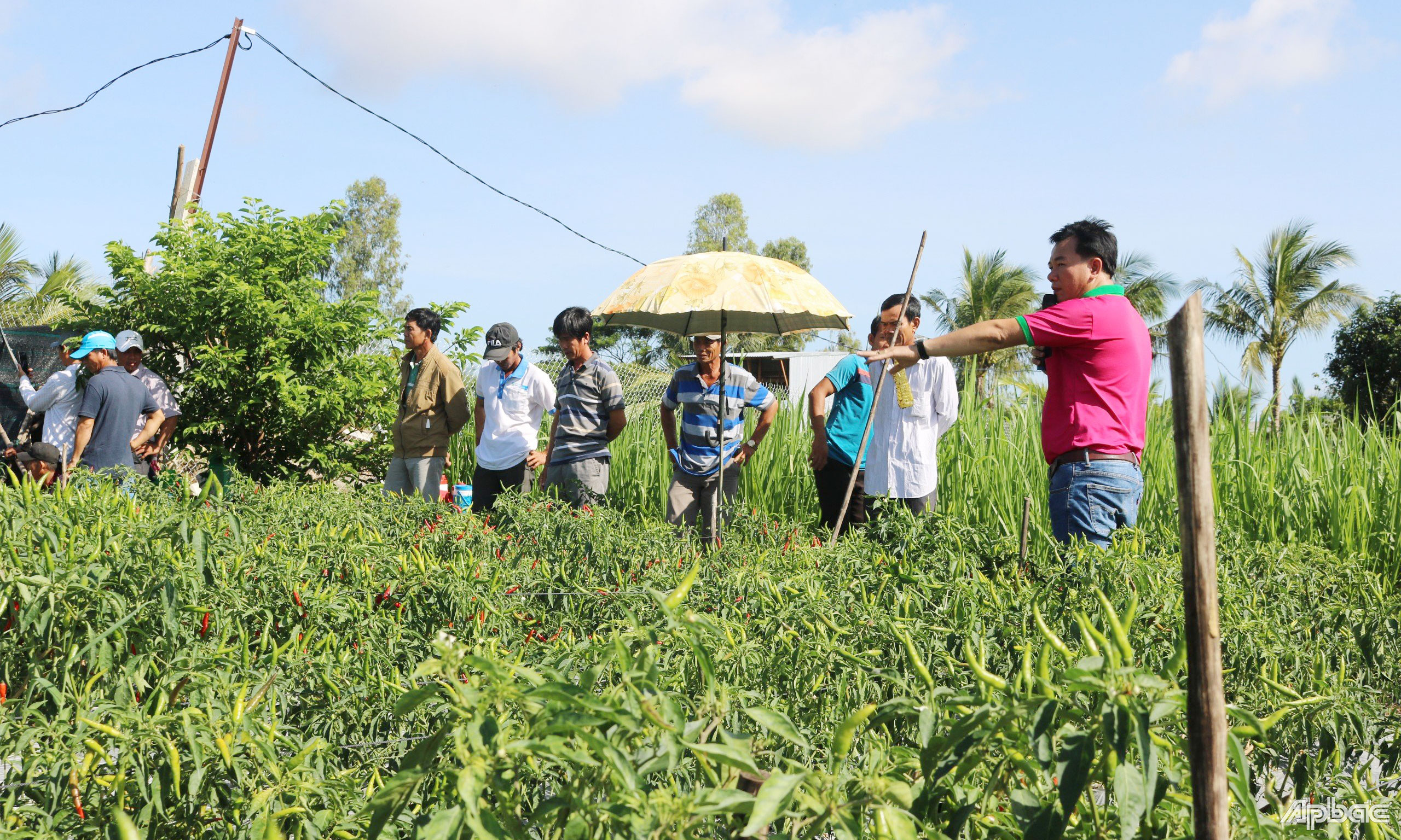 Ông Tuấn trao đổi với nông dân về kỹ thuật chăm sóc cây trồng.