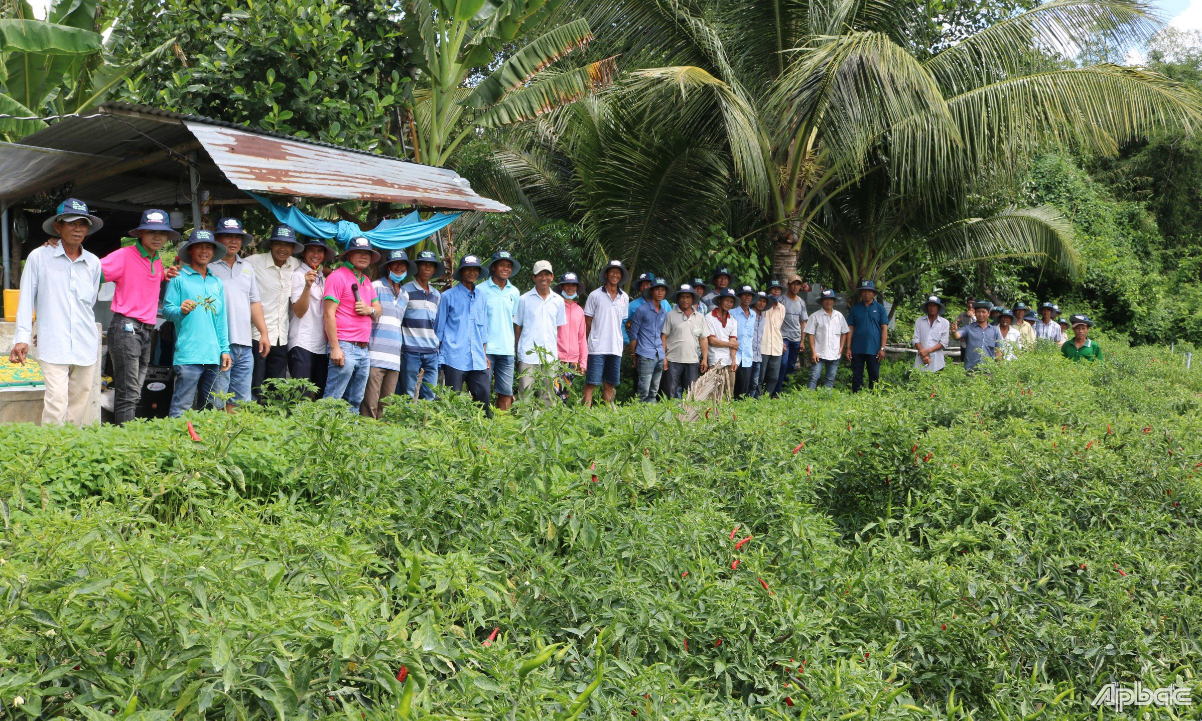 Hiện Sen Hồng đang cung ứng giống cây trồng cho nhiều tỉnh, thành trong cả nước.
