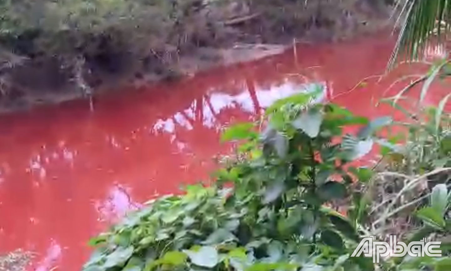 Gần 400m tuyến kênh nhuộm màu đỏ.