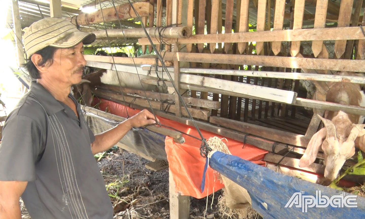 Hộ ông Phan Văn Nhất được hỗ trợ vốn để nuôi dê.