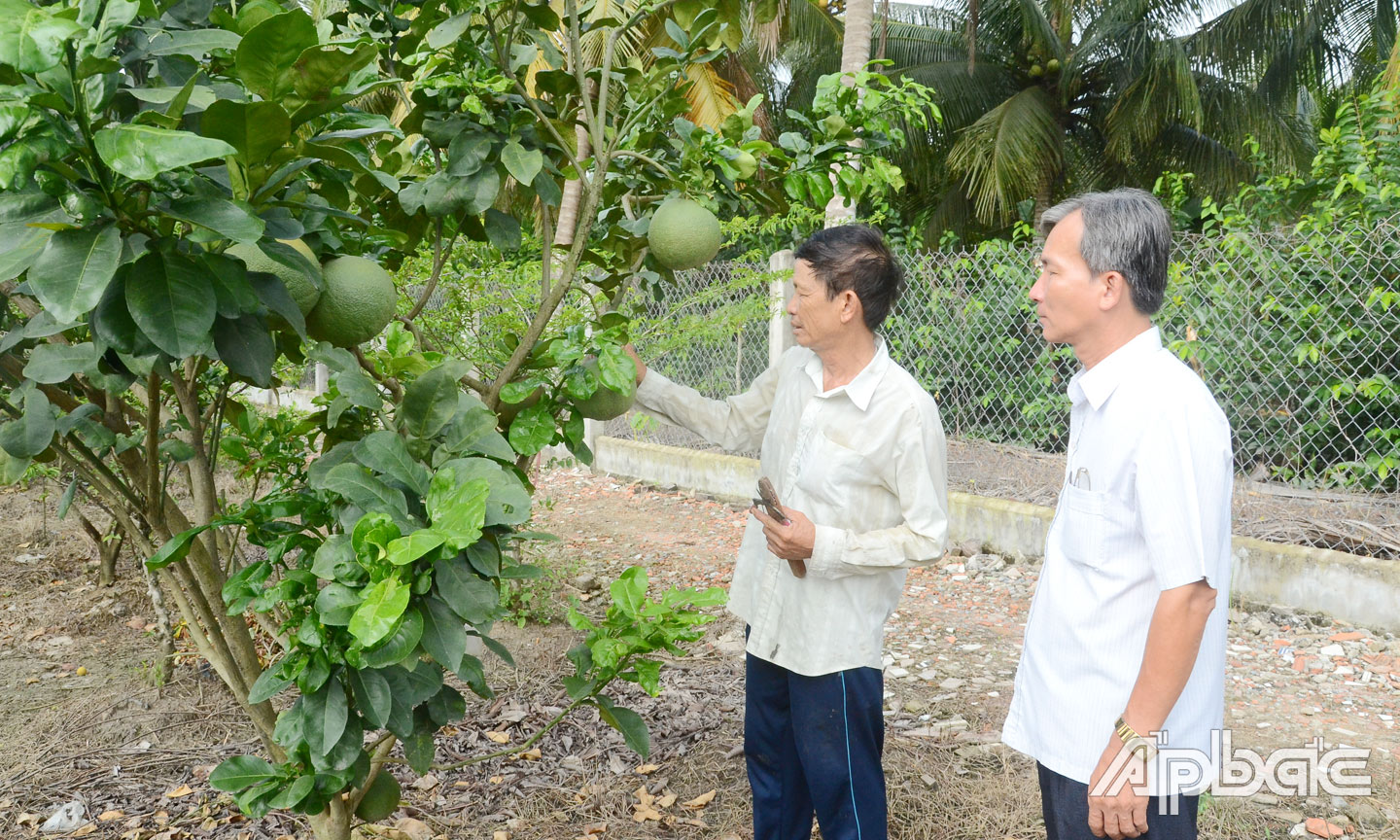 HTX Nông nghiệp kinh doanh tổng hợp Bình Tây được hỗ trợ thực hiện Dự án Liên kết sản xuất tiêu thụ bưởi da xanh.