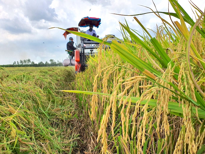 Gạo chất lượng cao của Việt Nam đang bị “đe doạ” bởi người Thái. Ảnh: Trung Chánh