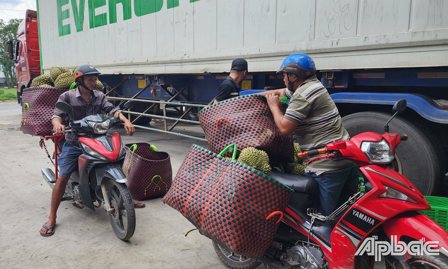 Công tác quản lý MSVT sầu riêng được tỉnh chú trọng thực hiện. 