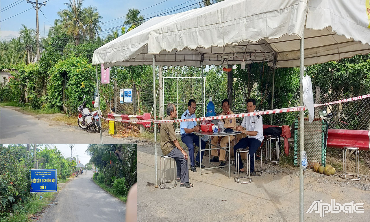 Huyện Chợ Gạo thành lập 4 chốt kiểm dịch động vật để ngăn chặn, kiểm soát chặt chẽ việc vận chuyển heo và sản phẩm từ heo ra vào vùng dịch tại xã Xuân Đông.