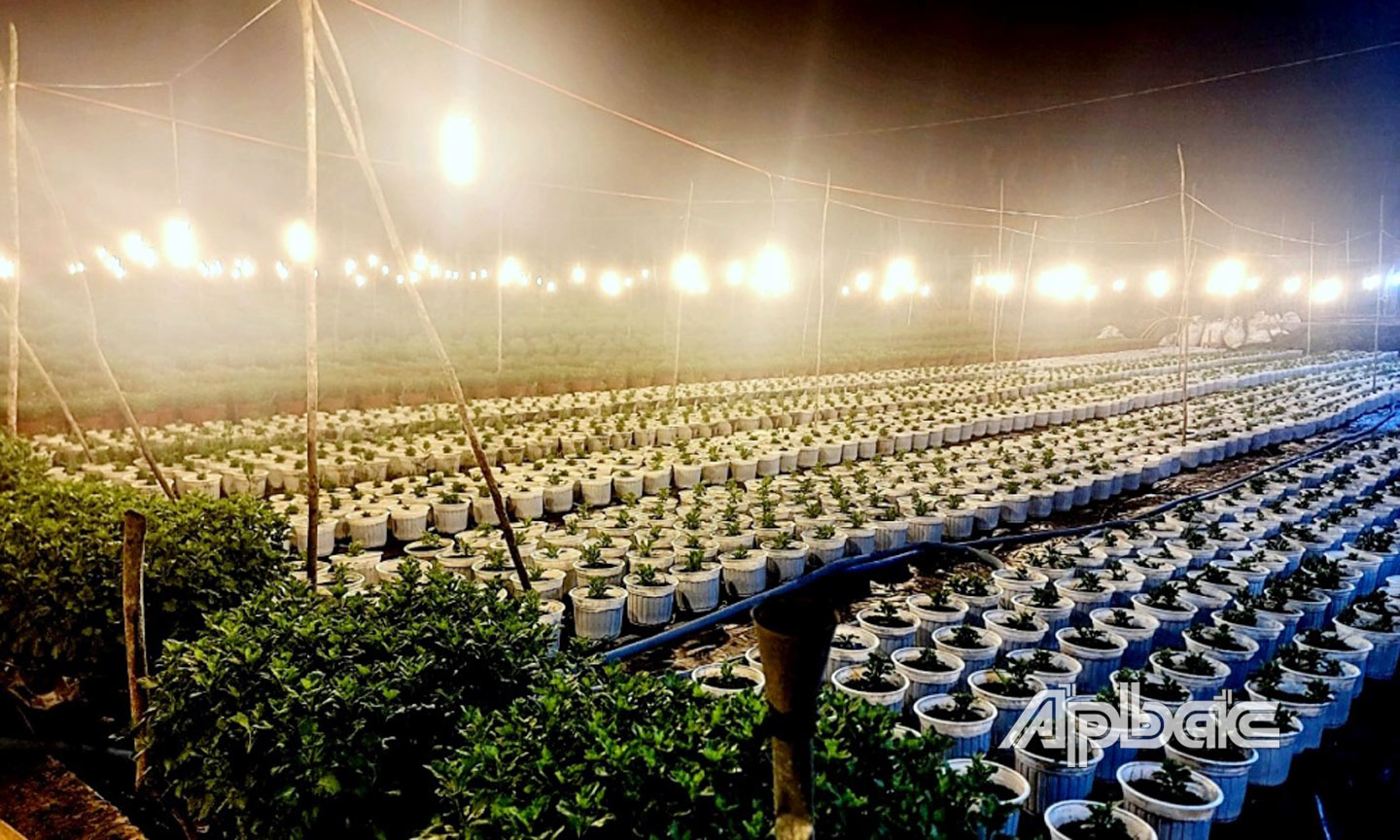 Hàng trăm bóng đèn rực sáng lung linh trên những ruộng hoa.