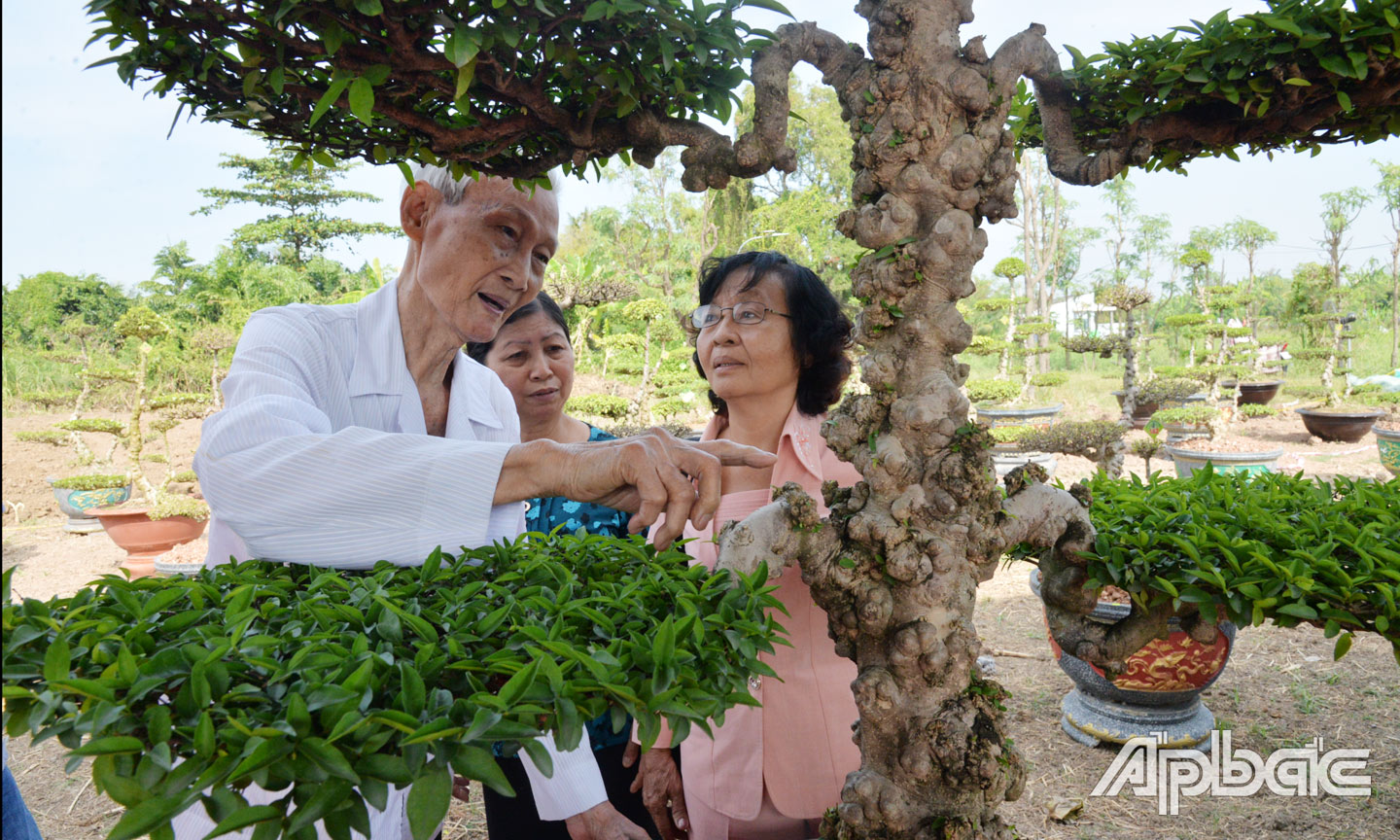 Chính những u nần trên thân cây đã tăng giá trị của cây mai chiếu thủy nu Gò Công.