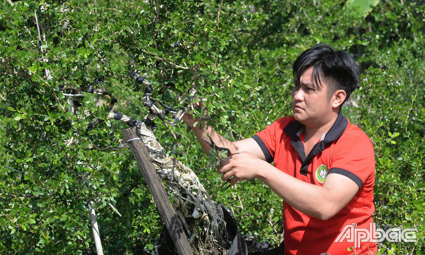 Anh Lê Tấn Thanh Bình trồng cây linh sam gần 8 năm.