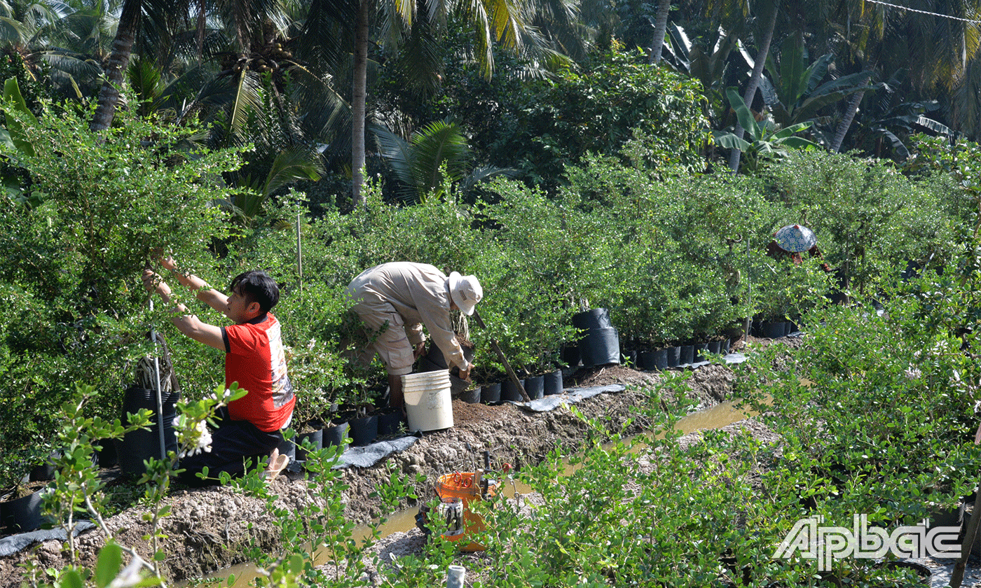 Vườn linh san của anh Bình đã tạo việc làm cho nhiều lao động.
