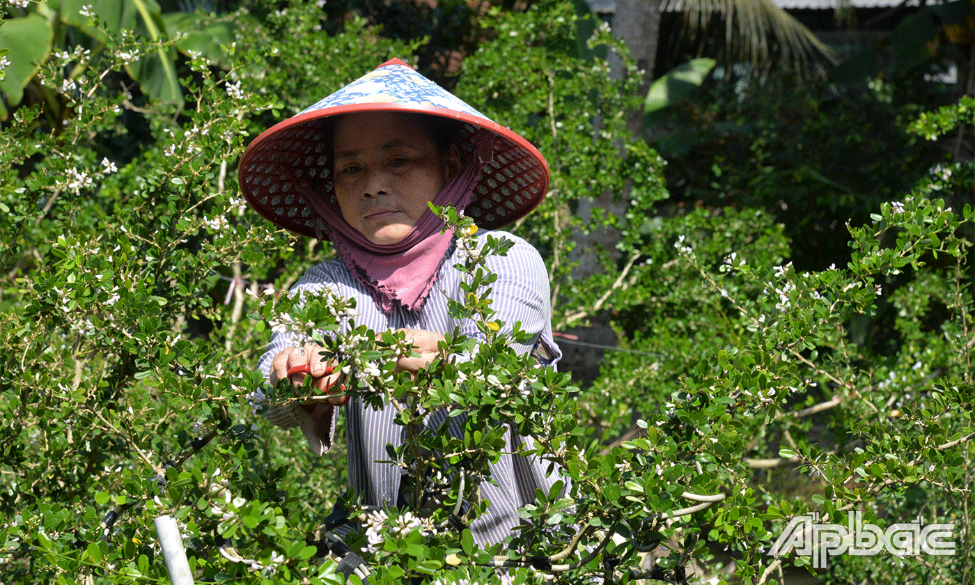Cây linh sam vừa cho hoa vừa có thể tạo dáng rất đẹp.