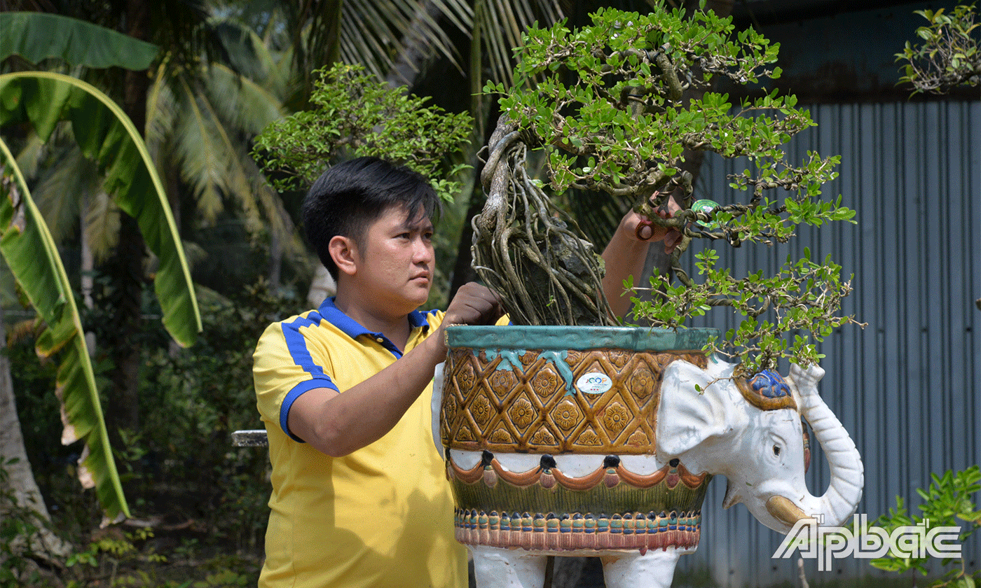 Cây bon sai linh sam có giá trị kinh tế cao.