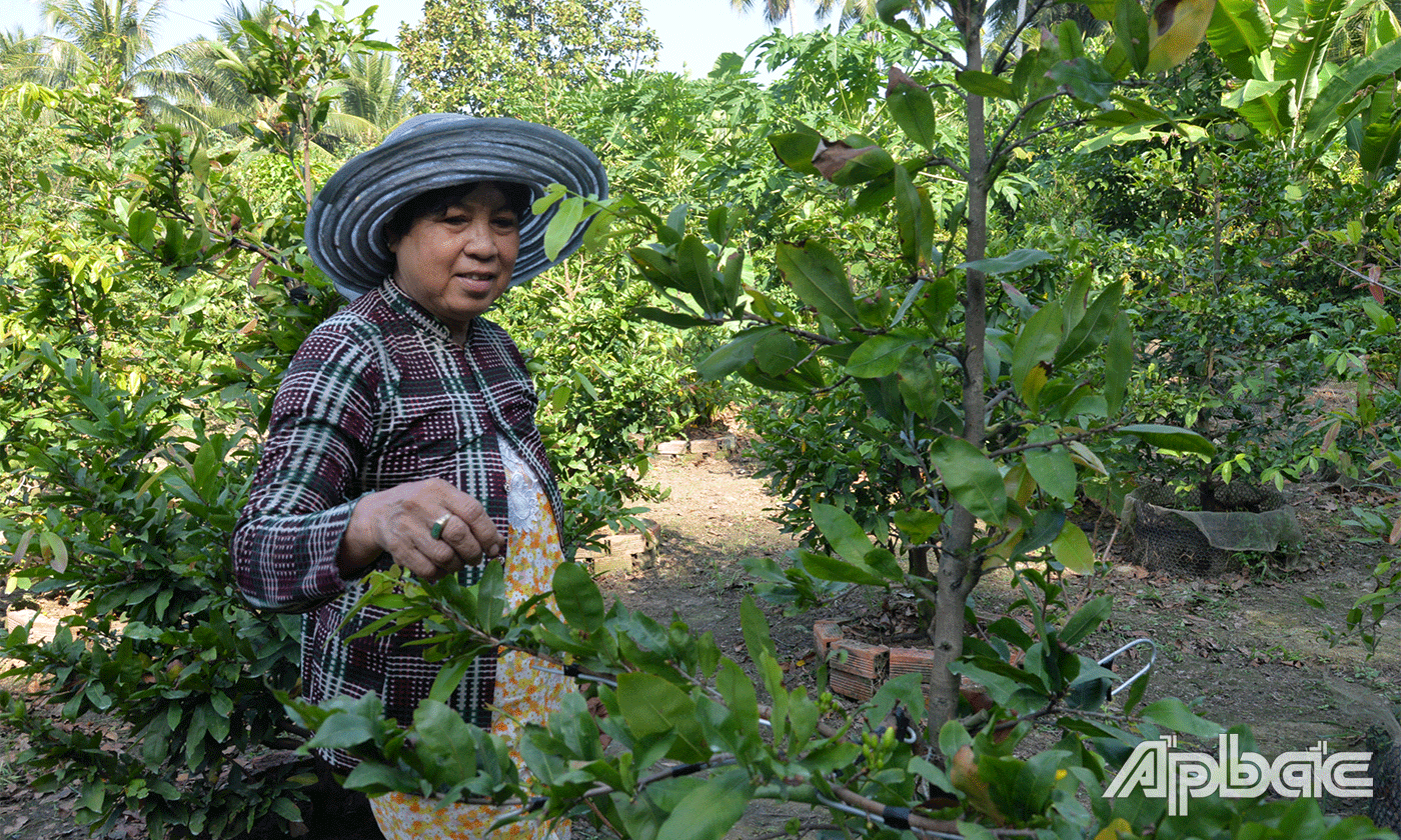 Vườn mai của gia đình cô Phan Thị Mỹ Hương.