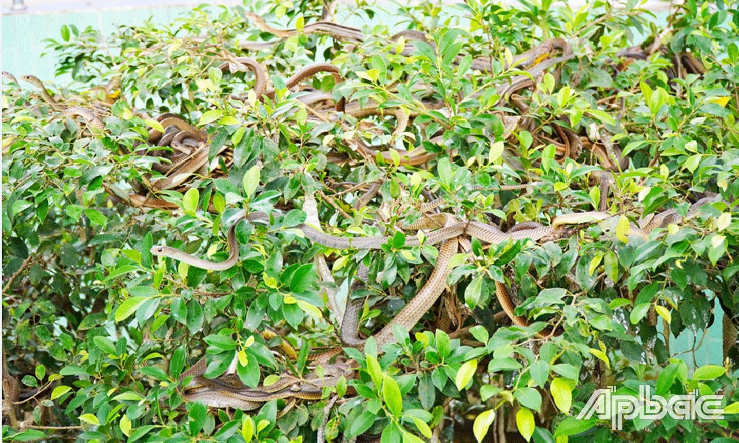 Rắn được nuôi tại Trại rắn Đồng Tâm.