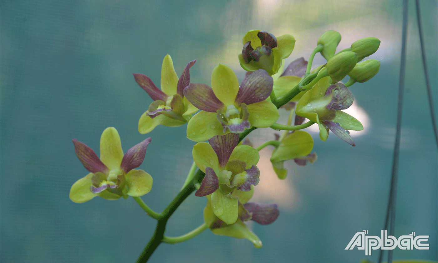 Hoa lan được me75nh danh là nữ hoàng của các loài hoa.