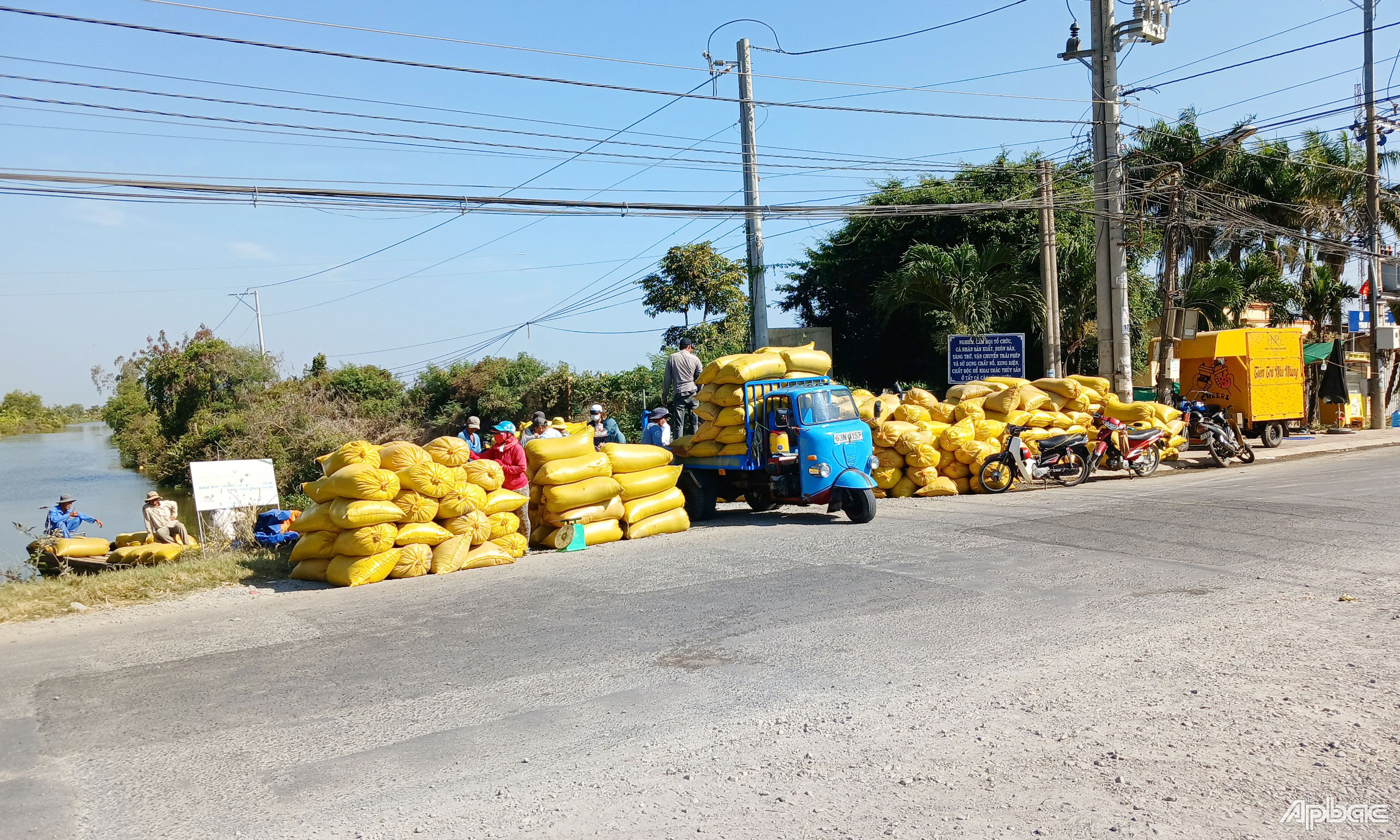 Lúa đông xuân năm 2023-2024 trúng mùa, trúng giá.