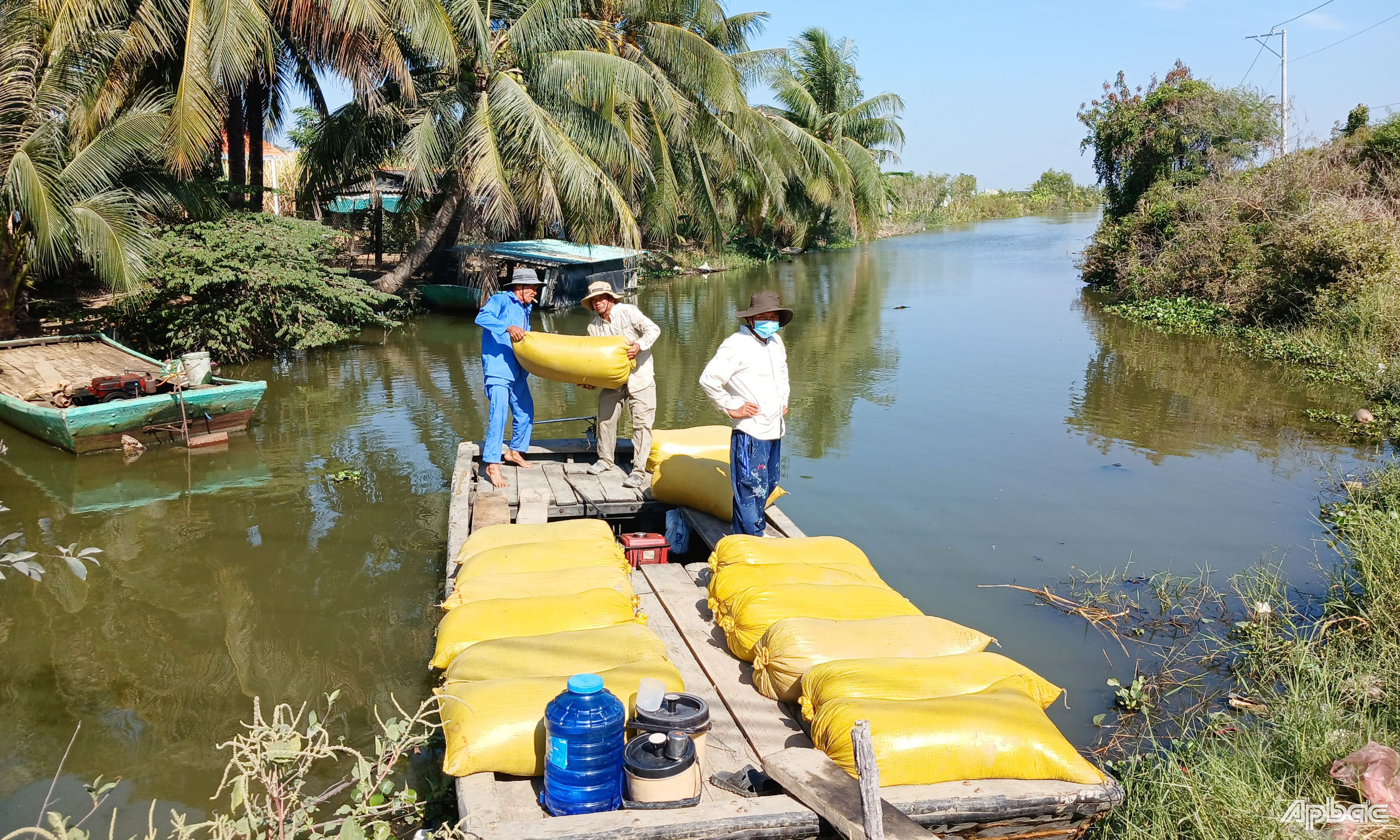Vận chuyển lúa để bán cho thương lái.