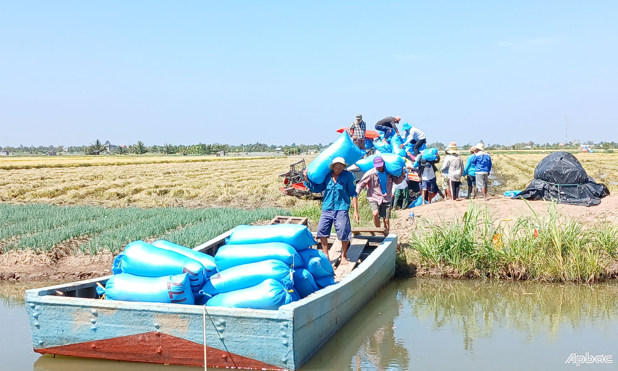 Gia đình anh Công vụ đông xuân năm nay gieo sạ giống lúa ST25 bán được với giá 10.000 đồng/kg.