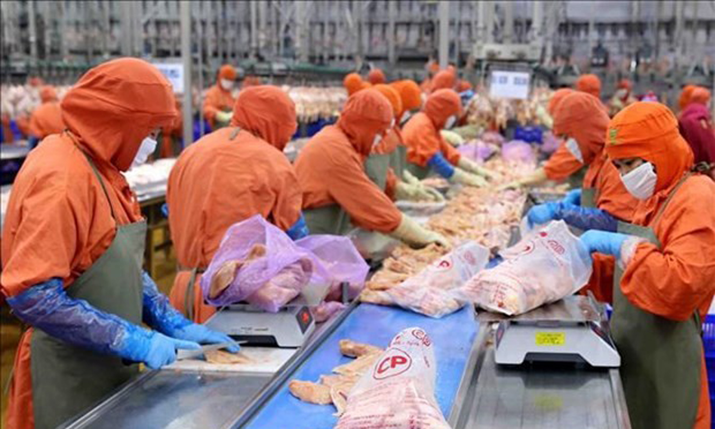 China has agreed to review regulations permitting the official export of Vietnamese poultry meat. (Photo: VNA).