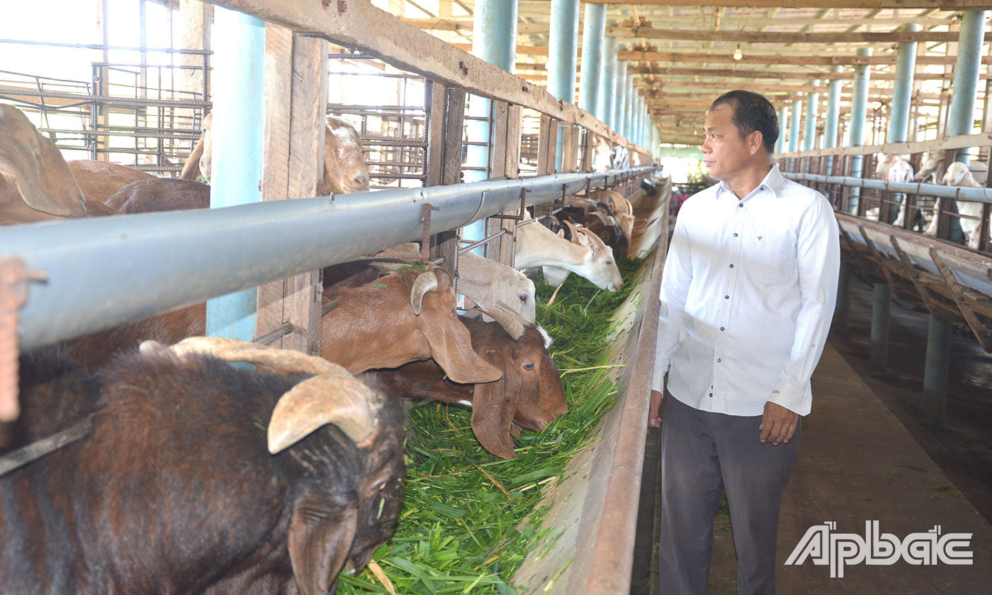 Từ 2 con dê giống ban đầu, đến nay, anh Hồng đã có được trang trại dê với quy mô khoảng 1.500 con.