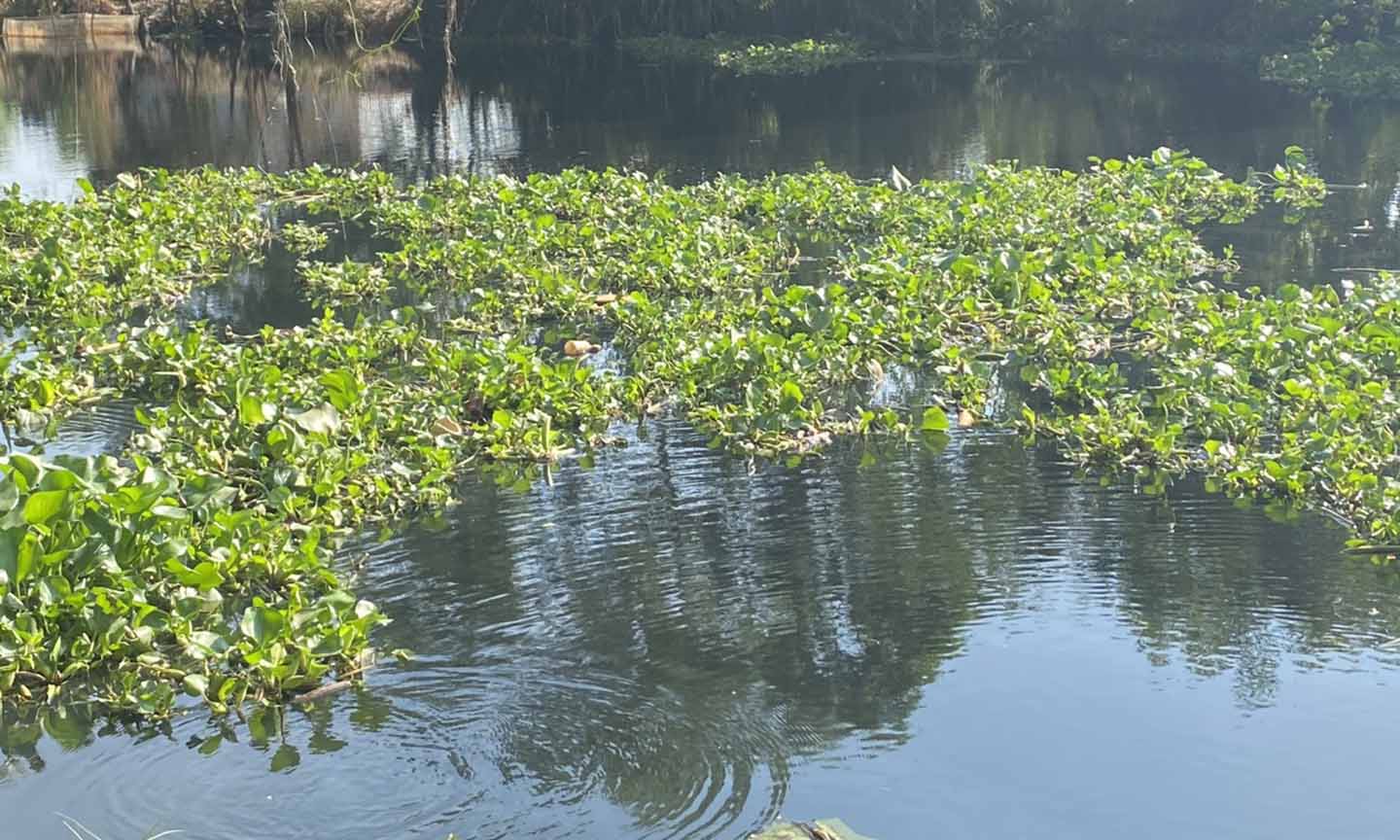 Đoạn kênh Trương Văn Sanh hướng nhìn từ cầu Trương Văn Sanh về trung tâm thị trấn Mỹ Phước nước có màu đen. (Ảnh bạn đọc cung cấp).