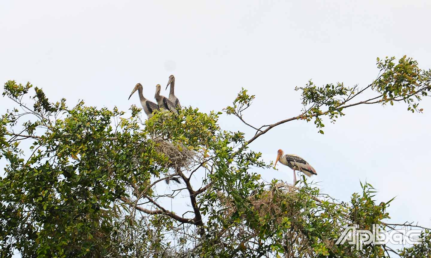 Chin giang sen một loài thủy cầm quý hiếm làm tổ tại Khu Bảo tồn sinh thái Đồng Tháp Mười.