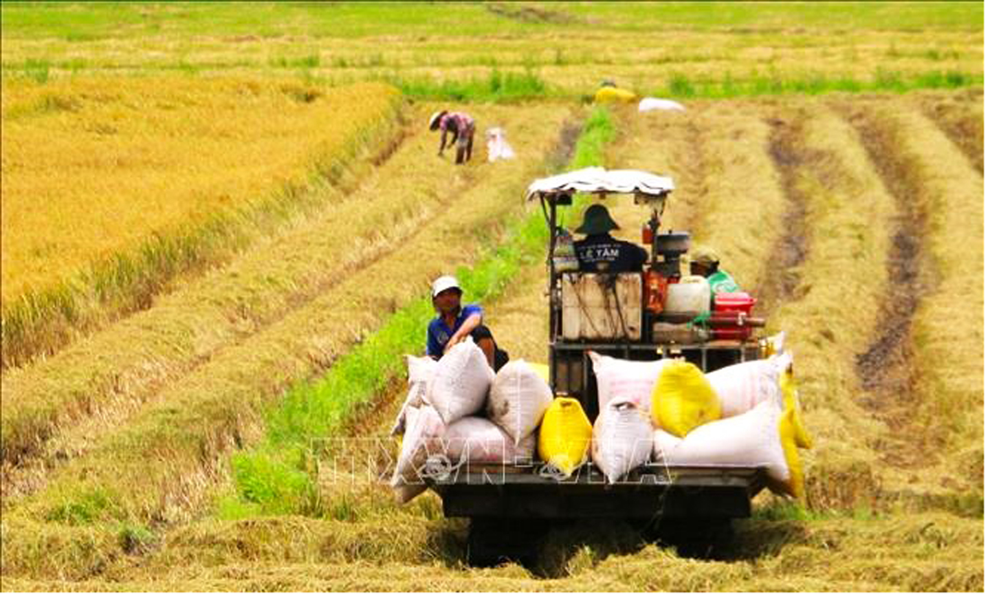 Năm 2024, các tỉnh ĐBSCL đã triển khai 7 mô hình sản xuất lúa chất lượng cao nhằm tăng sản lượng xuất khẩu. Ảnh: TTXVN