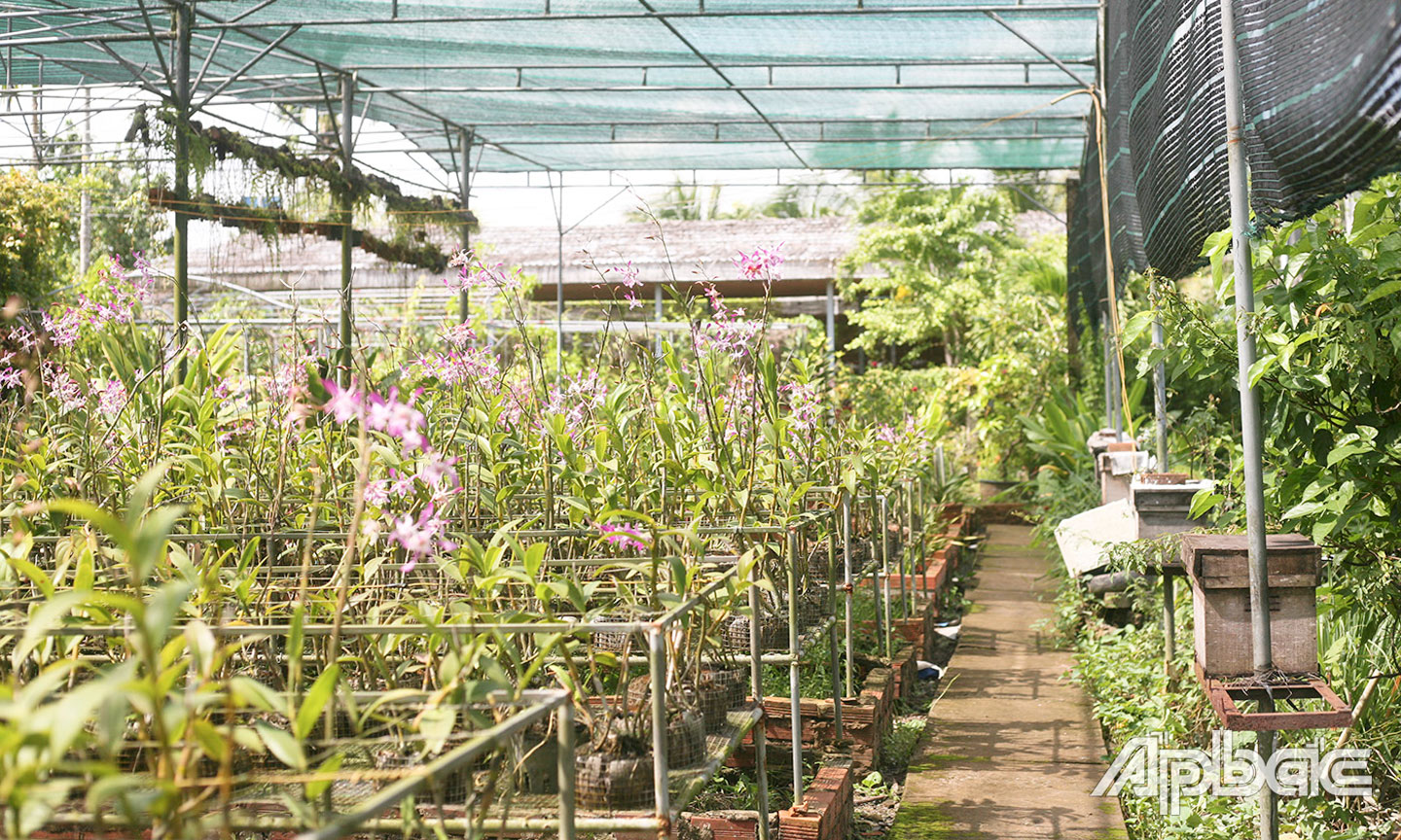 Vườn hoa lan của gia đình chú Lê Hoàng Sơn.