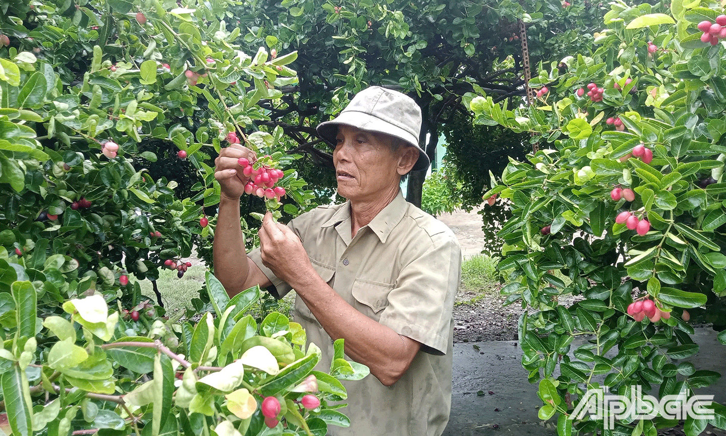 ông Nguyễn Văn Vũ (ấp Giồng Lãnh 1, xã Tăng Hòa, huyện Gò Công Đông) bên vườn siro của gia đình