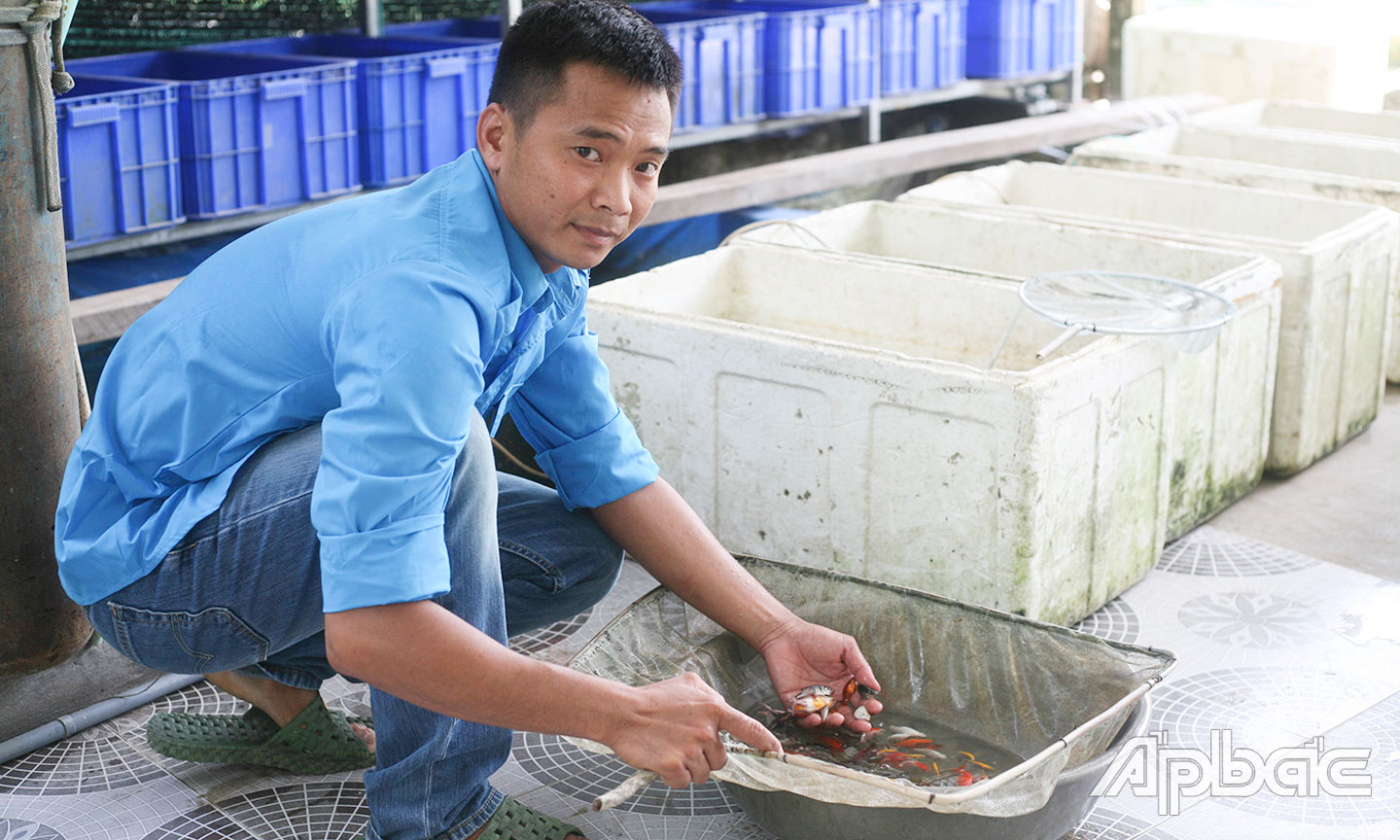 Anh Chọn đang phân loại cá kiểng.