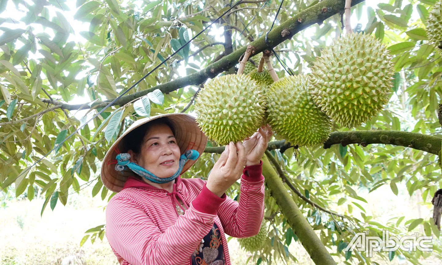 Mô hình chuyên canh sầu riêng của bà Võ Thị Phượng.