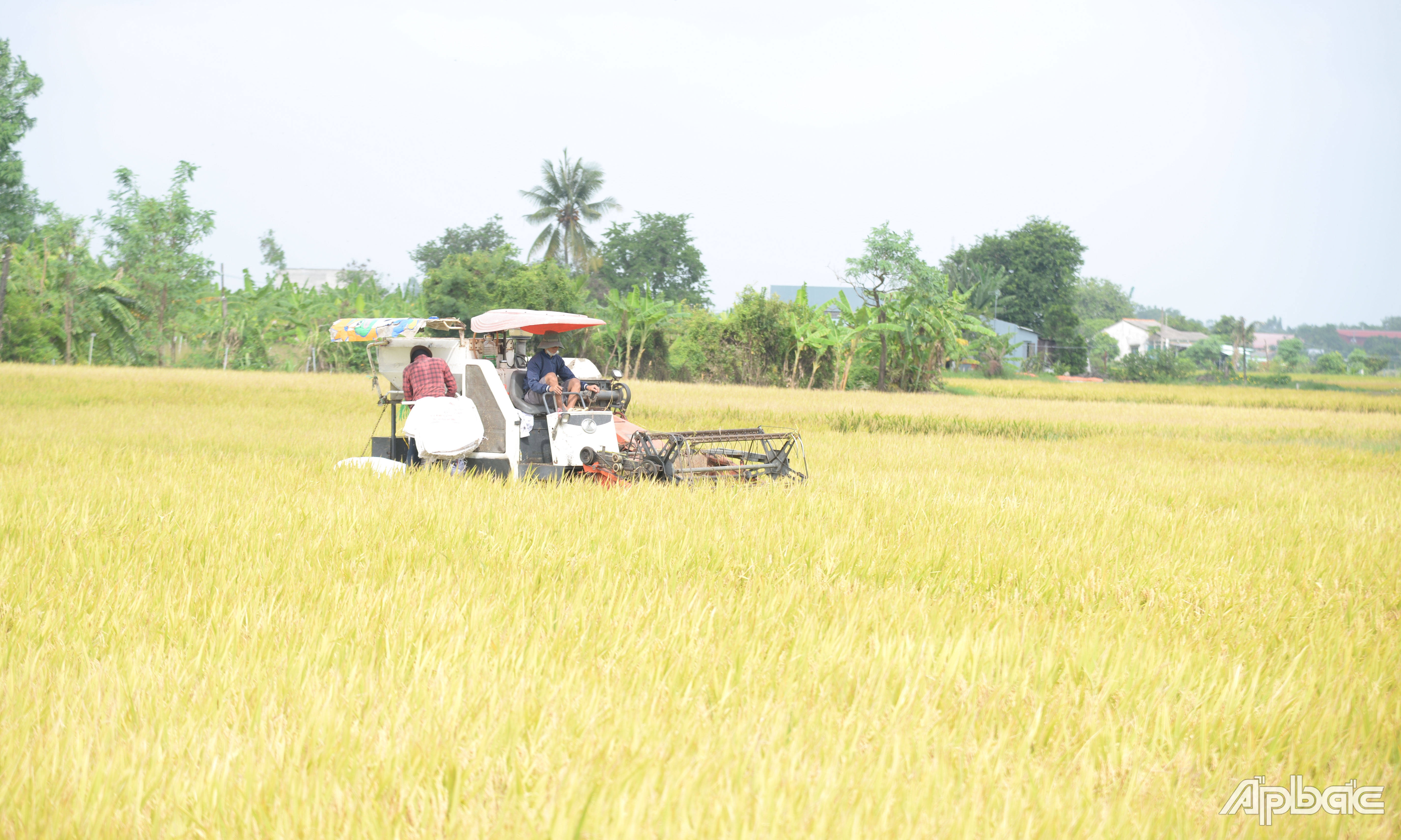 Tiền Giang đăng ký tham gia Đề án với diện tích 29.500 ha.