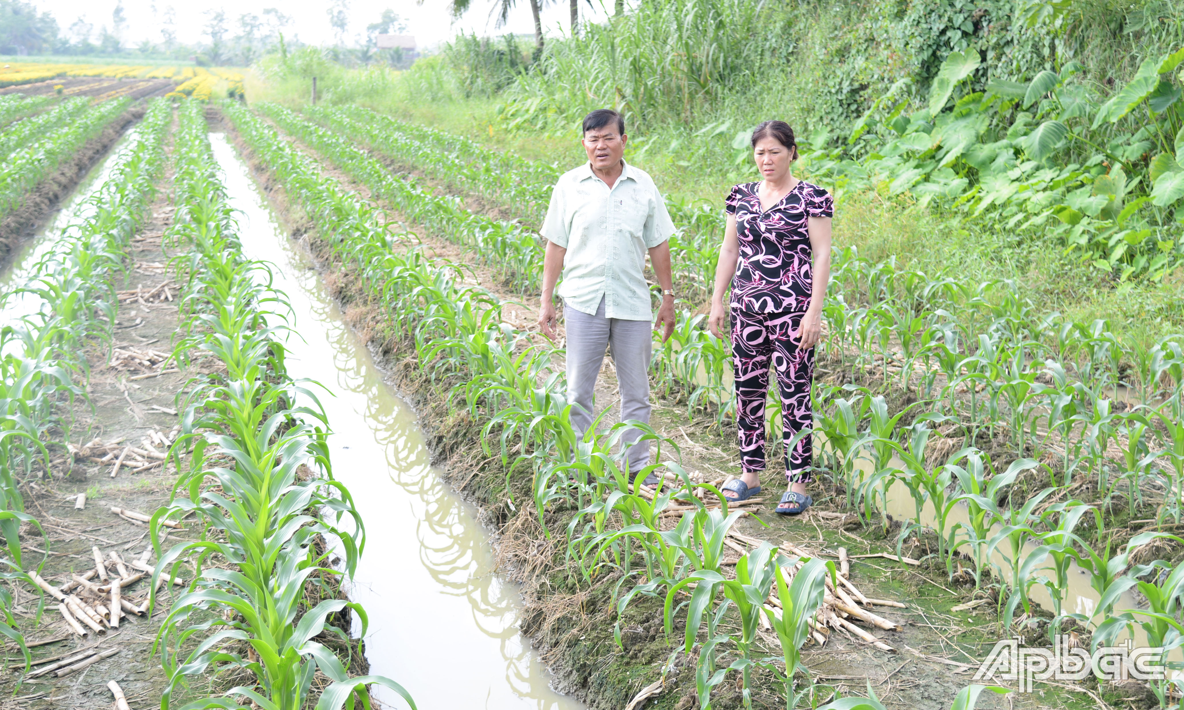 Nông dân xã Bình Nhì chuyển đổi từ trồng lúa sang cây bắp.