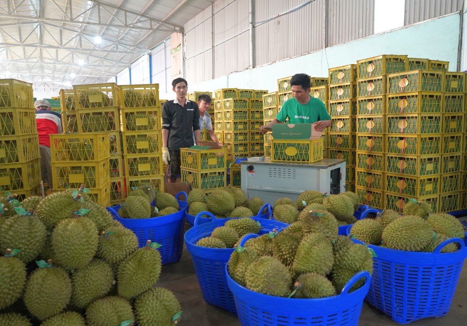 Sầu riêng góp đóng khoảng 50% tổng kim ngạch xuất khẩu của rau quả trong 10 tháng năm 2024. Ảnh: TL