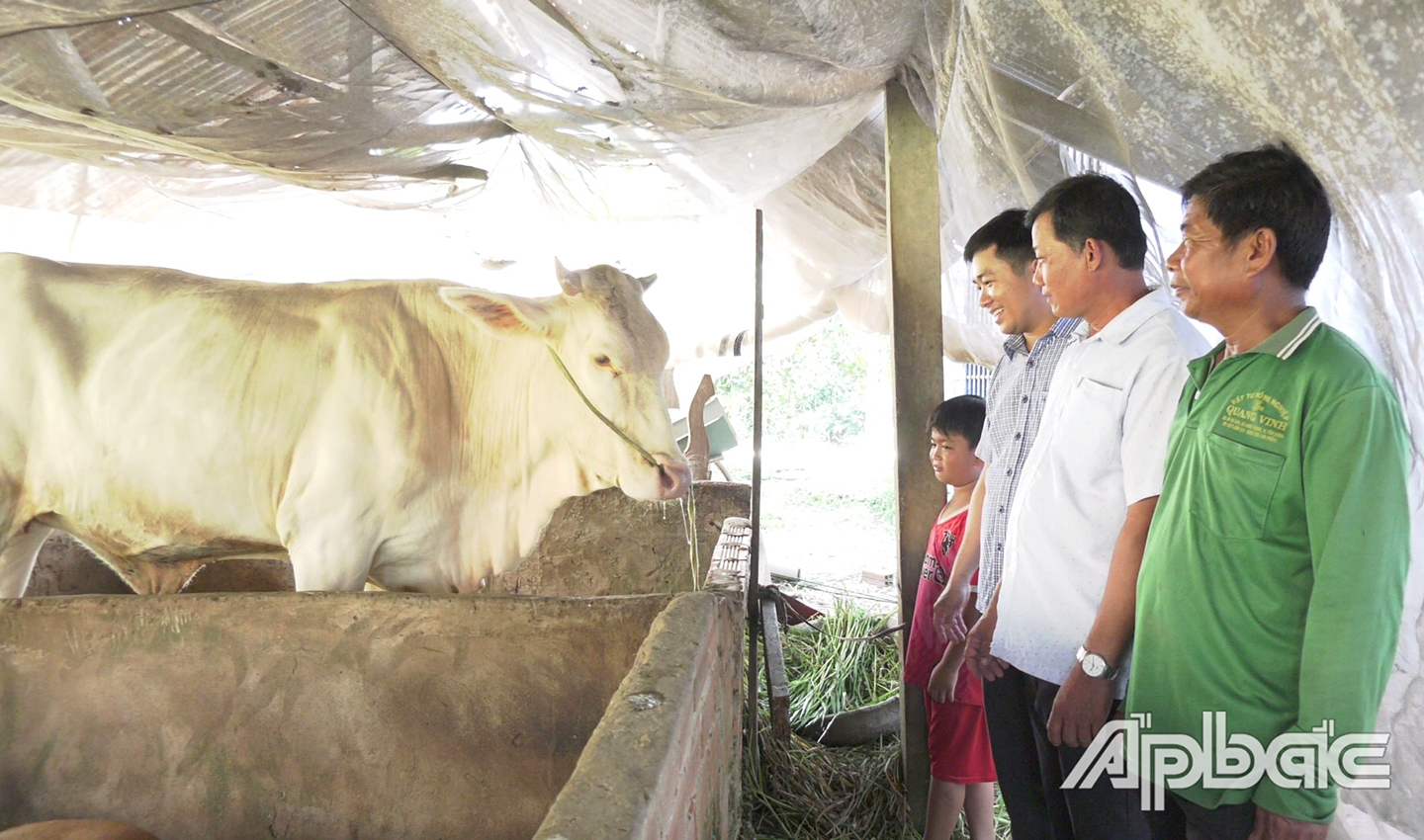 Ông Nguyễn Văn Tám (ấp 5, xã Mỹ Thành Bắc) được hỗ trợ nuôi bò sinh sản từ Dự án đa dạng hóa sinh kế, phát triển mô hình giảm nghèo