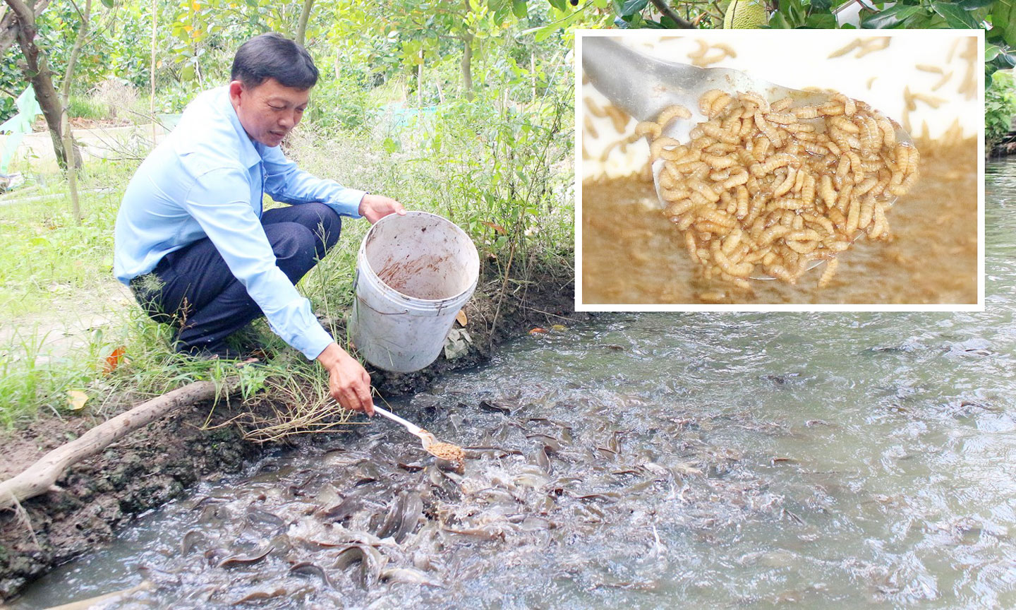 Anh Phạm Văn Ba áp dụng mô hình nuôi sâu canxi làm nguồn thức ăn trong chăn nuôi, nhằm giảm chi phí thức ăn công nghiệp.