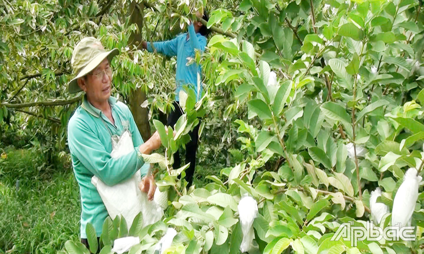 Ông Trần Văn Ôi