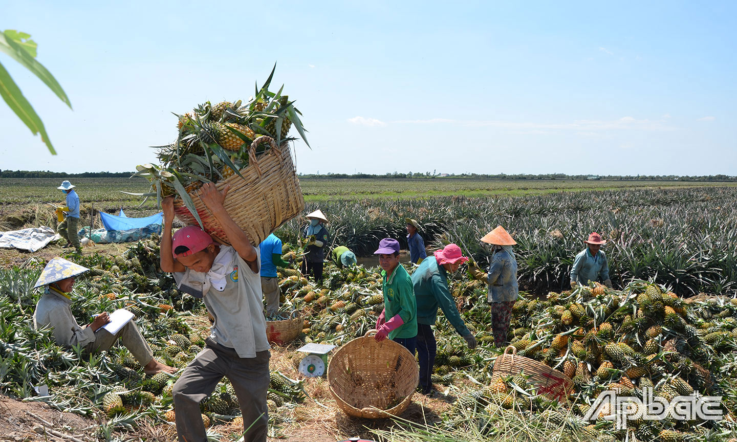 Cây khóm giúp cho người dân Tân Phước thoát khó giảm nghèo.                                                         Ảnh: T.V