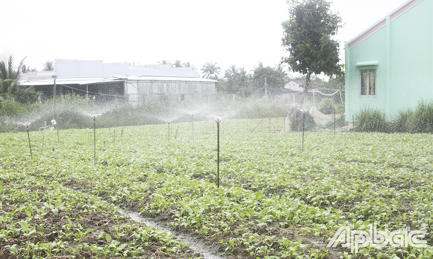 Áp dụng kỹ thuật tưới nước phun mưa tiết kiệm nước trong trồng rau.