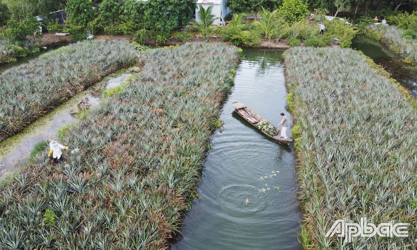 HTX đã nghiên cứu và sản xuất nhiều sản phẩm có giá trị gia tăng trên khóm.