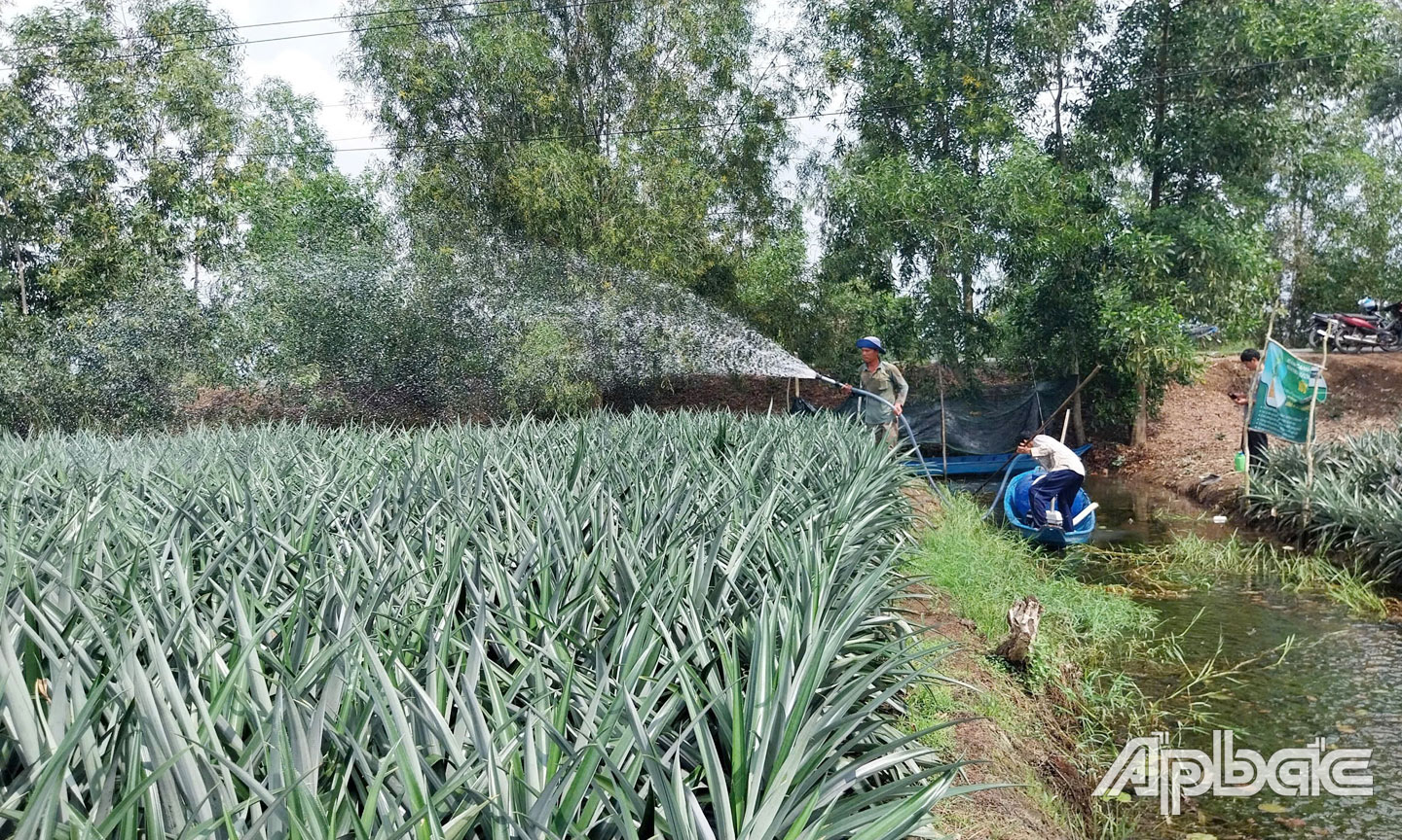 HTX đã giúp nhiều nông dân trong khu vực trị bệnh đỏ đầu lá trên cây khóm.