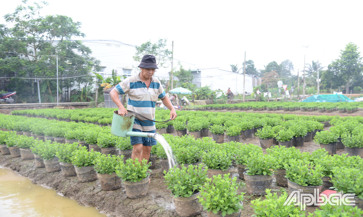 Ông Cường tích cực chăm sóc vụ hoa tết. 